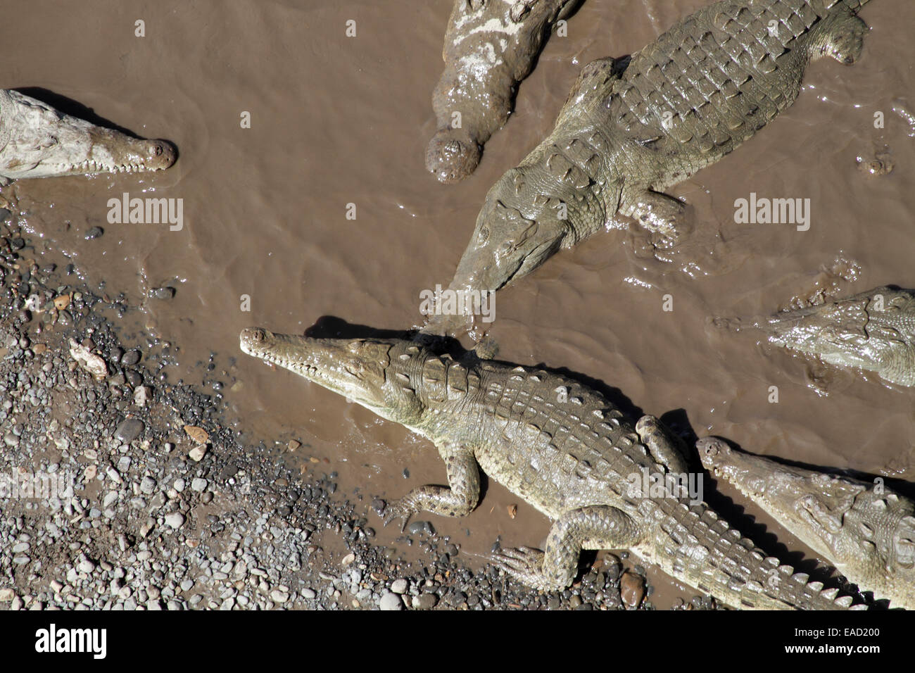 American coccodrilli, Crocodylus acutus, crogiolandosi al Tempisque river edge Foto Stock