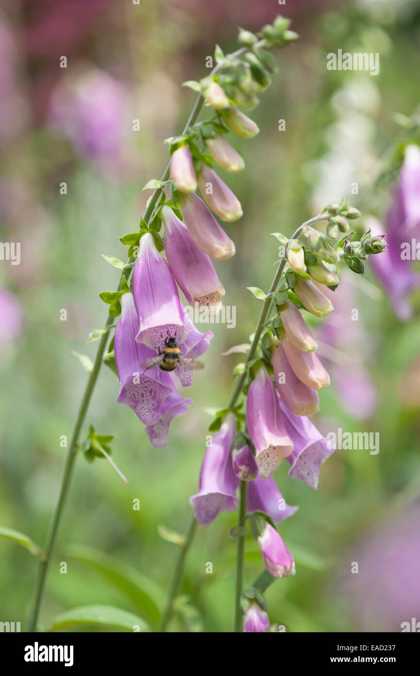 Foxglove, Digitalis purpurea, viola l'oggetto. Foto Stock