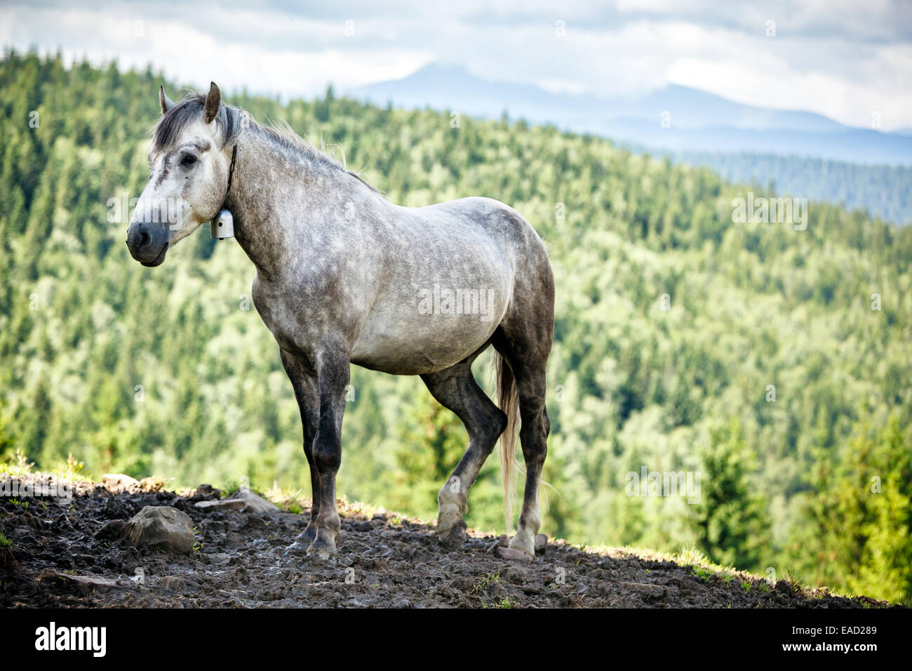 Cavallo grigio nelle montagne dei Carpazi. Foto Stock