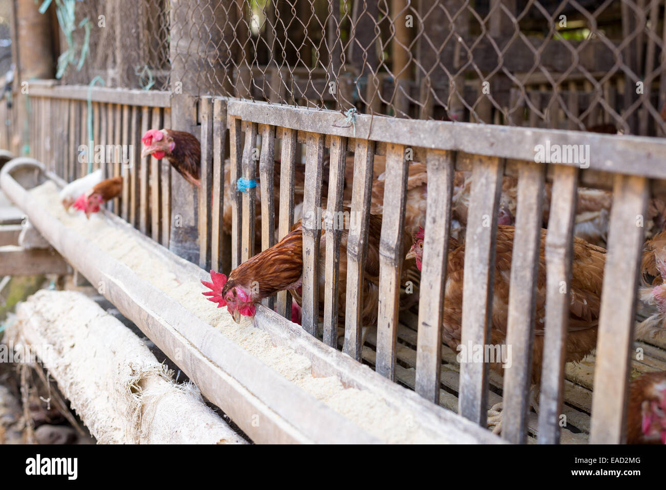 Alimentazione di pollo in gabbie in legno, mercato indonesiano. Messa a fuoco selettiva. Foto Stock