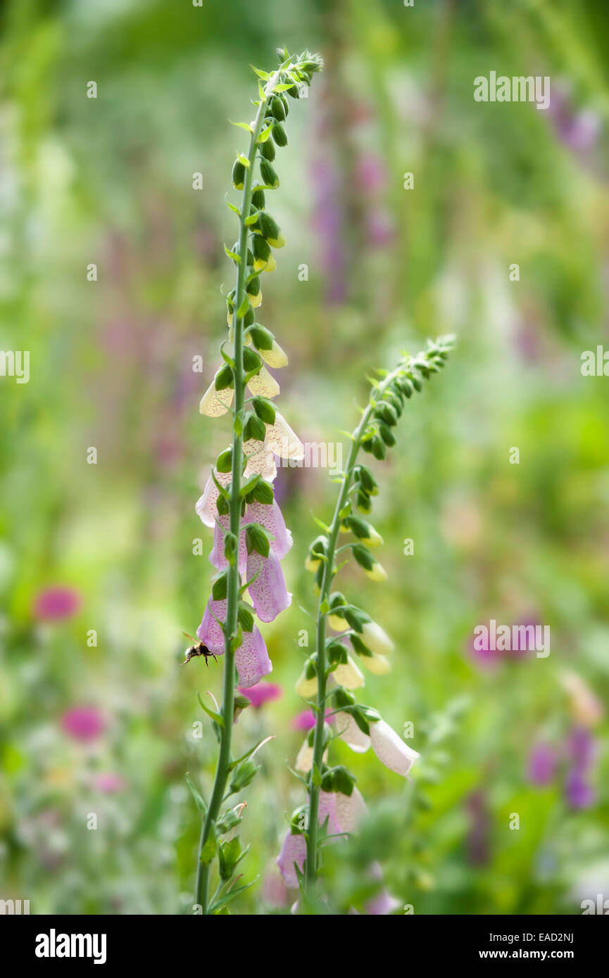 Foxglove, Digitalis purpurea, Viola oggetto, sfondo verde. Foto Stock