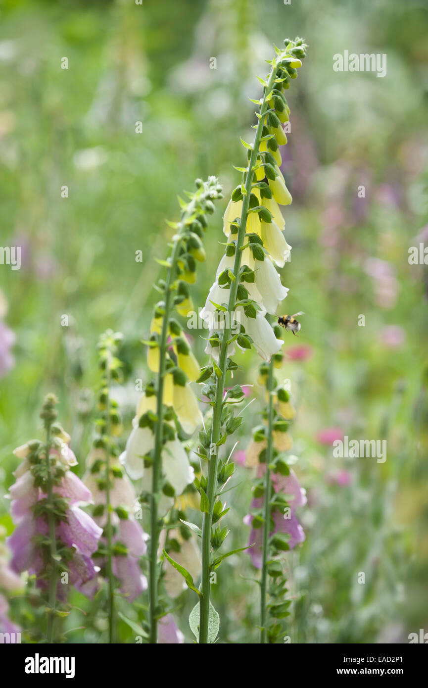Foxglove, Digitalis purpurea, Viola oggetto, sfondo verde. Foto Stock