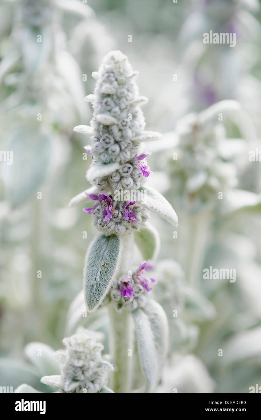 Agnelli' orecchie, Stachys byzantina, bianco oggetto. Foto Stock