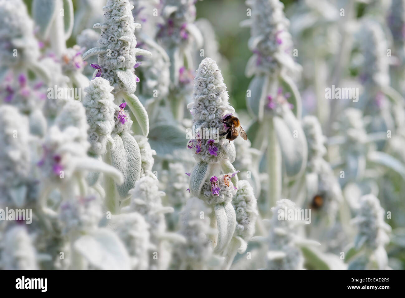 Agnelli' orecchie, Stachys byzantina, argento soggetti. Foto Stock