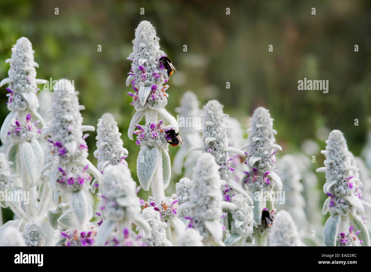 Agnelli' orecchie, Stachys byzantina, argento soggetti. Foto Stock