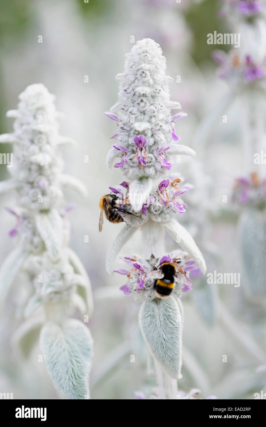 Agnelli' orecchie, Stachys byzantina, . Foto Stock