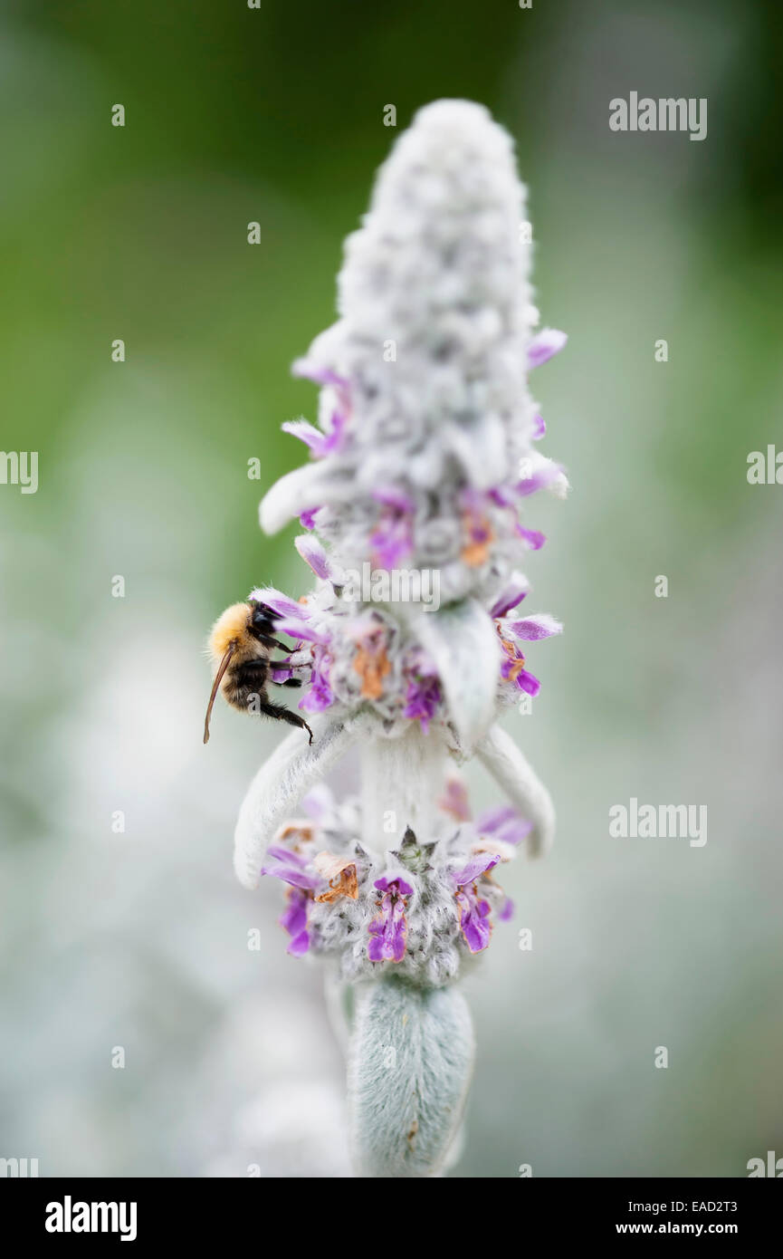 Agnelli' orecchie, Stachys byzantina, argento soggetti. Foto Stock