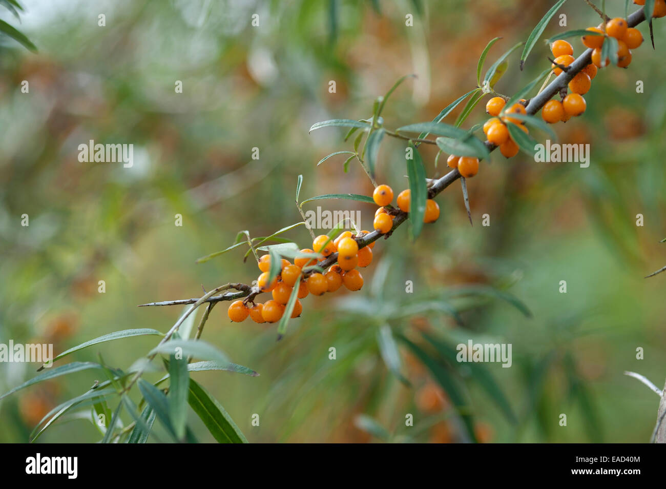 Bacche di olivello spinoso , Hippophae rhamnoides nota, Arancione soggetto, sfondo verde. Foto Stock