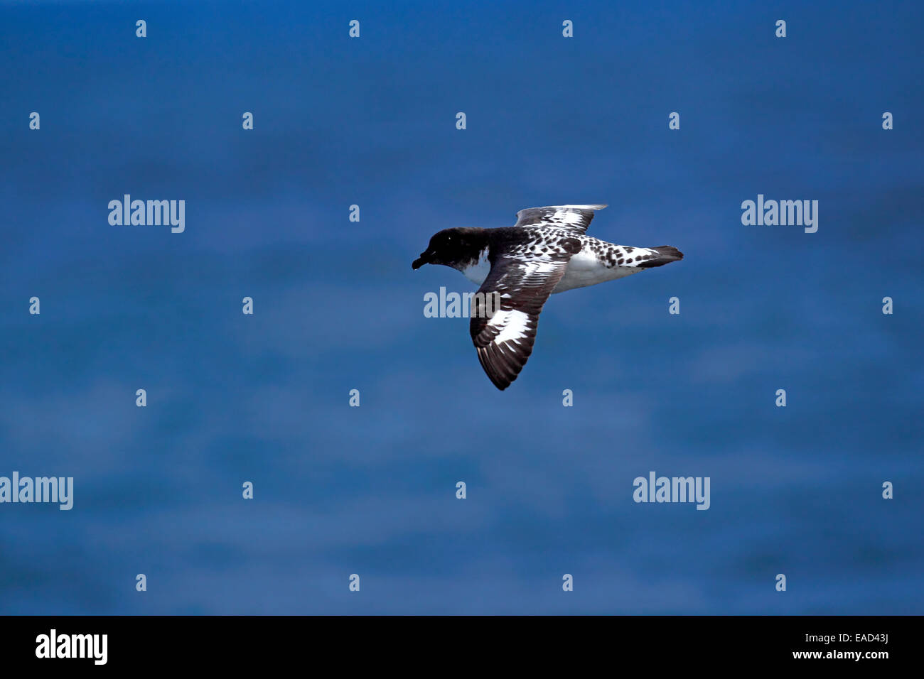 Cape Petrel (Daption capense), Adulto, volare, Mare di Weddell, Antartide Foto Stock