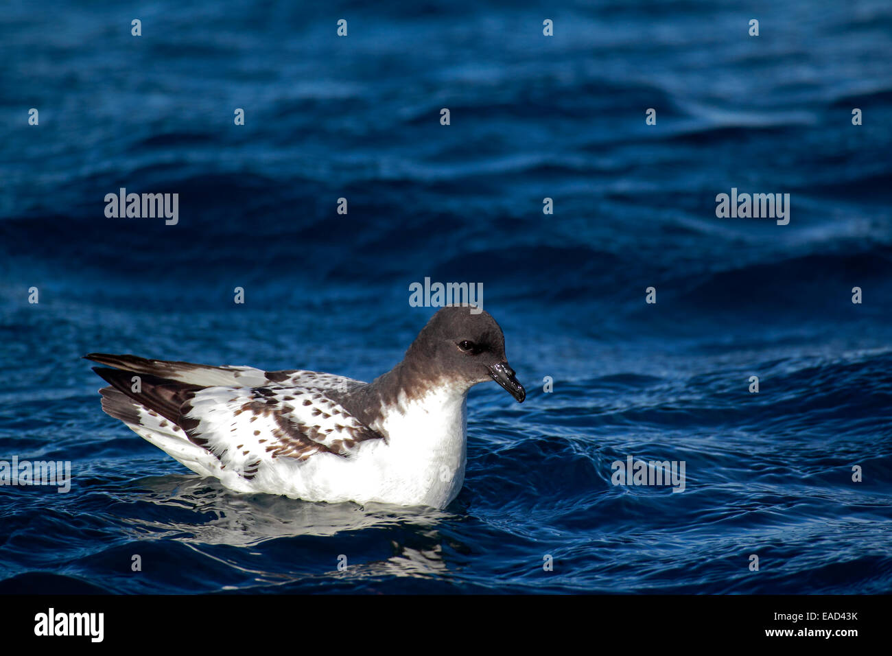 Cape Petrel (Daption capense), Adulto, Mare di Weddell, Antartide Foto Stock