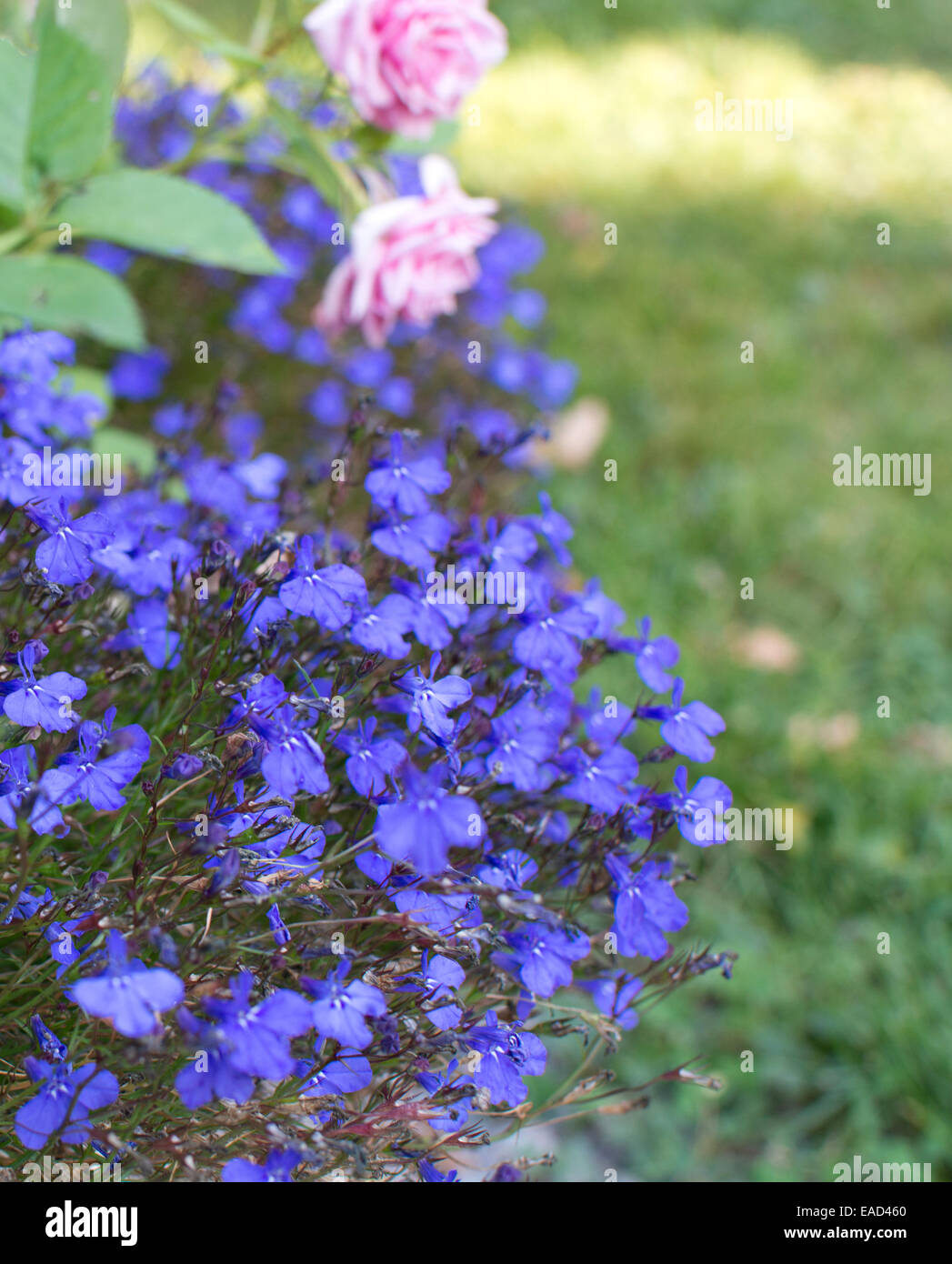 Fiori blu lobelia crescere all'aperto nel giardino. Foto Stock
