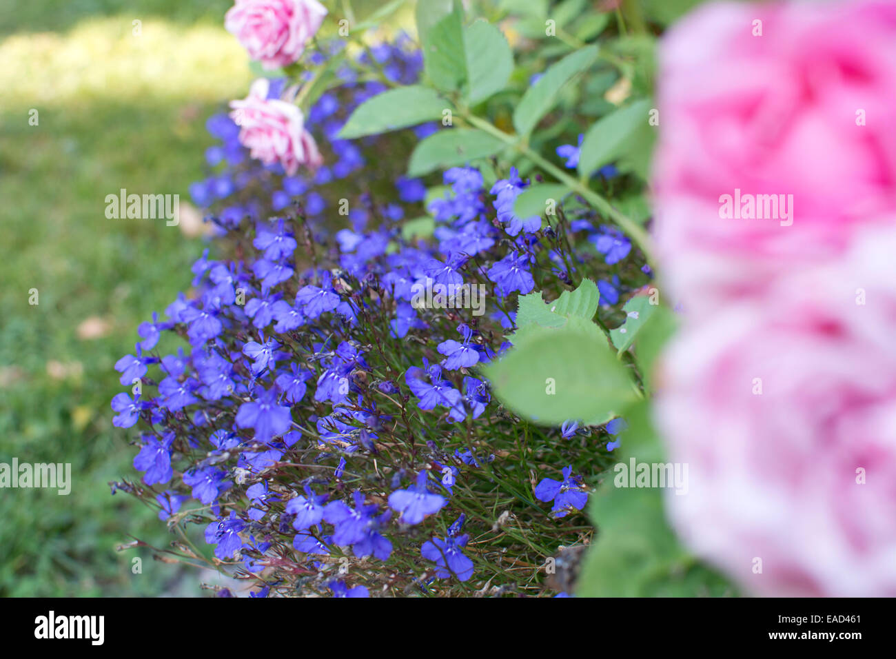 Fiori blu lobelia crescere all'aperto nel giardino. Foto Stock
