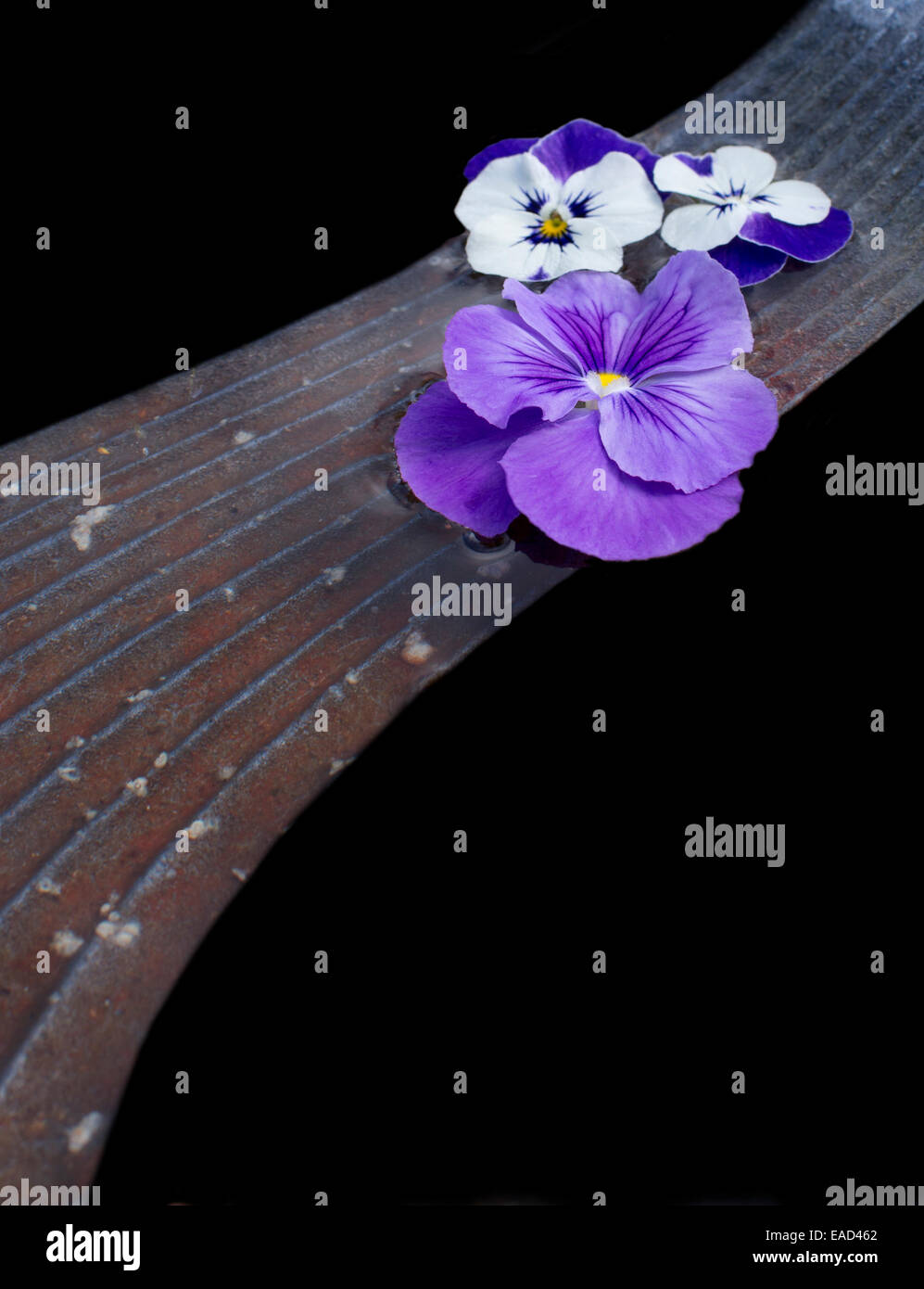 Pansy fiori sul ponte di pietra, composizione astratta, isolato su nero. Foto Stock