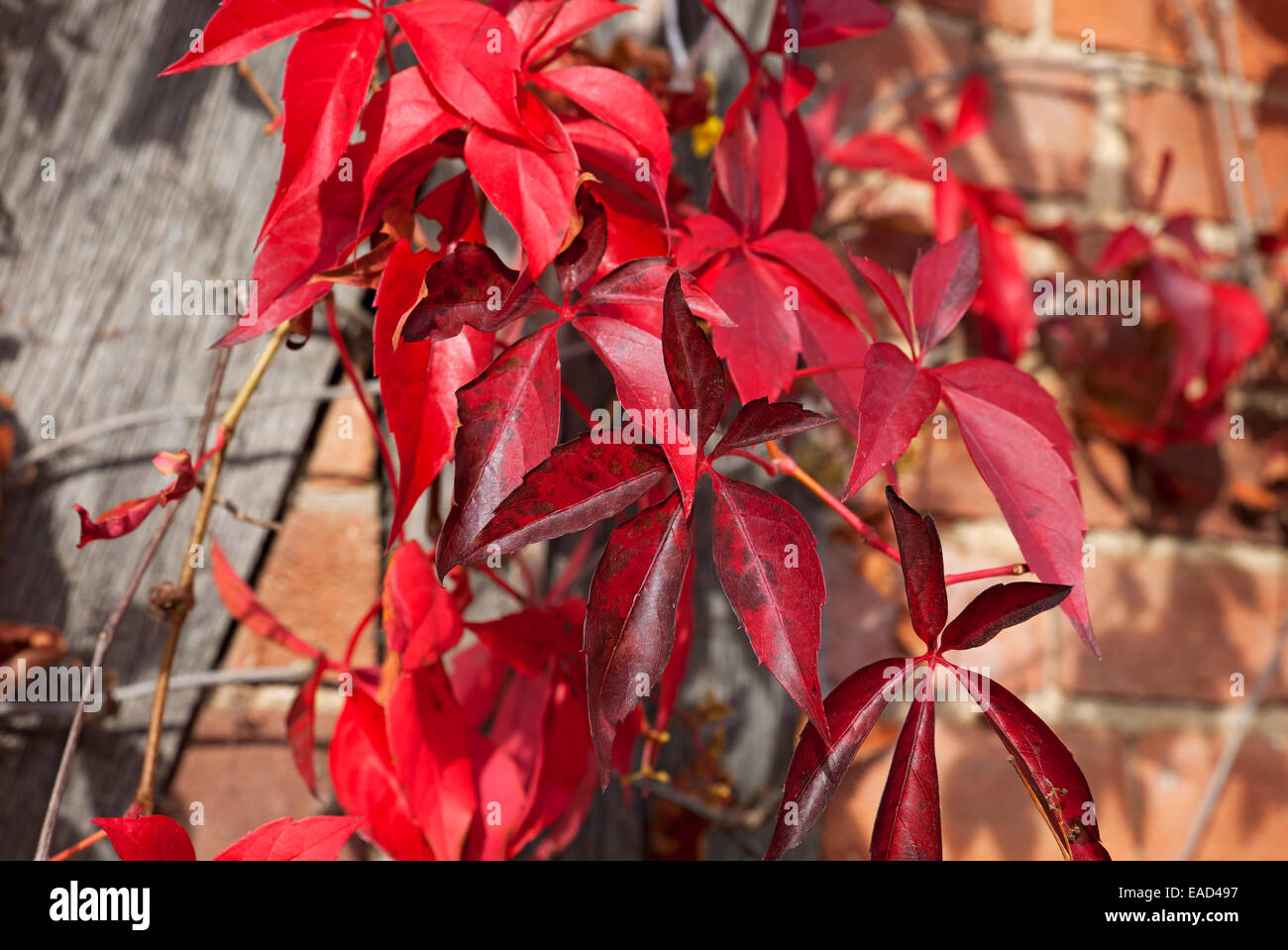 Primo piano della colorata Virginia superriduttore foglie rosse (Parthenocissus quinquefolia) in autunno Inghilterra Regno Unito Regno Unito Gran Bretagna Foto Stock