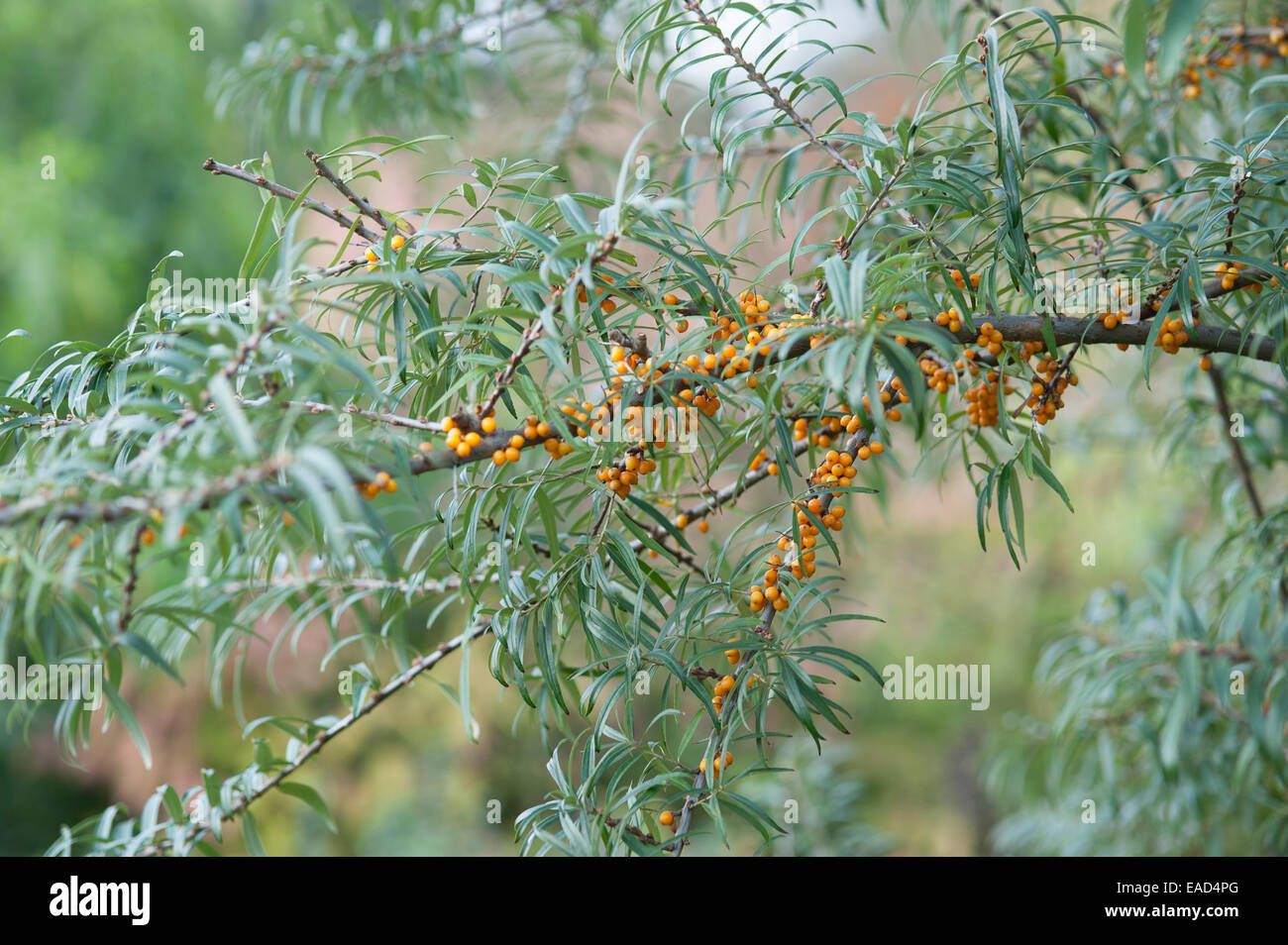 Bacche di olivello spinoso , Hippophae rhamnoides nota, Arancione soggetto, sfondo verde. Foto Stock