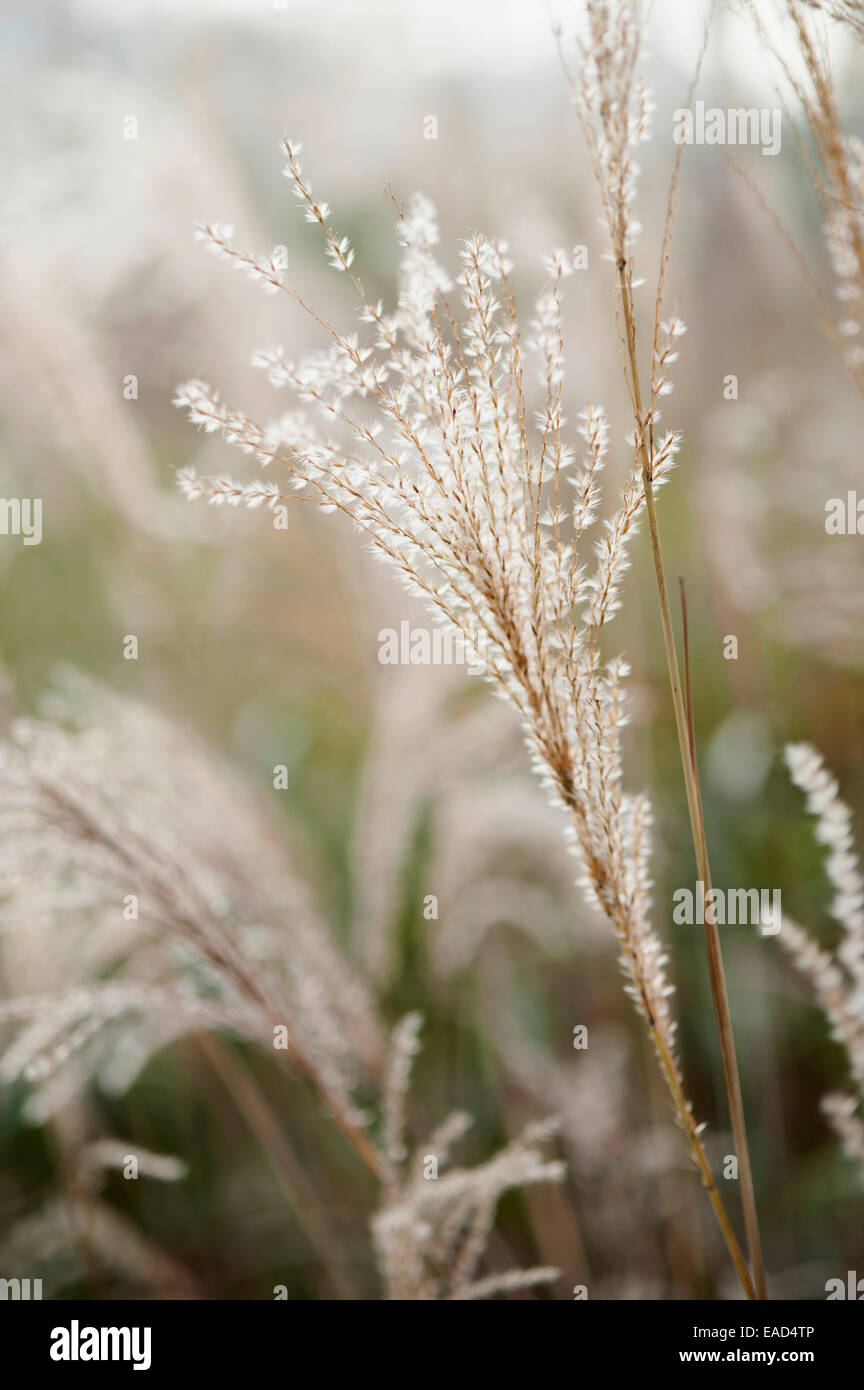 Erba, Giapponese erba di argento, Miscanthus sinensis 'Sirene', oggetto d'argento. Foto Stock