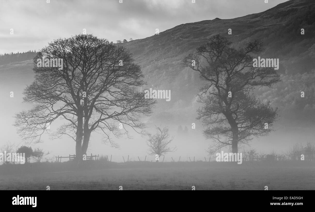 Alberi nella nebbia Gelert vicino la sua tomba, Beddgelert, Gwynedd, Galles Foto Stock