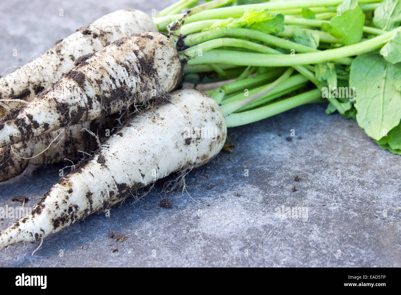 Il radicchio bianco su una lastra di pietra Foto Stock