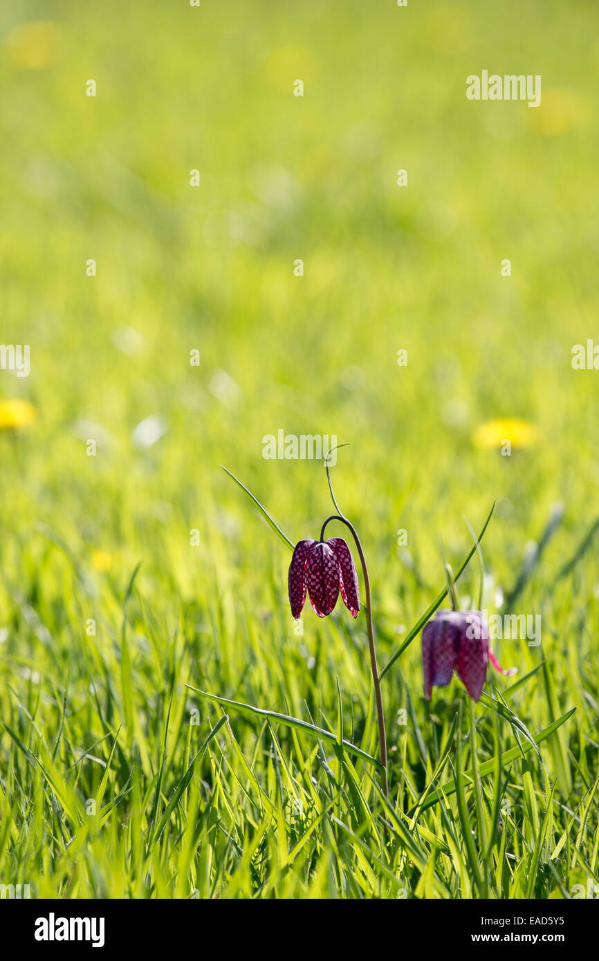 Belle scene su giardini con ritratti di piante Foto Stock