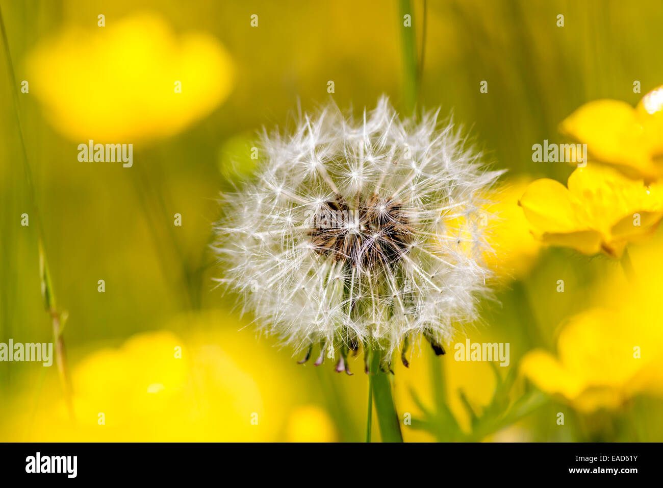 Belle scene su giardini con ritratti di piante Foto Stock