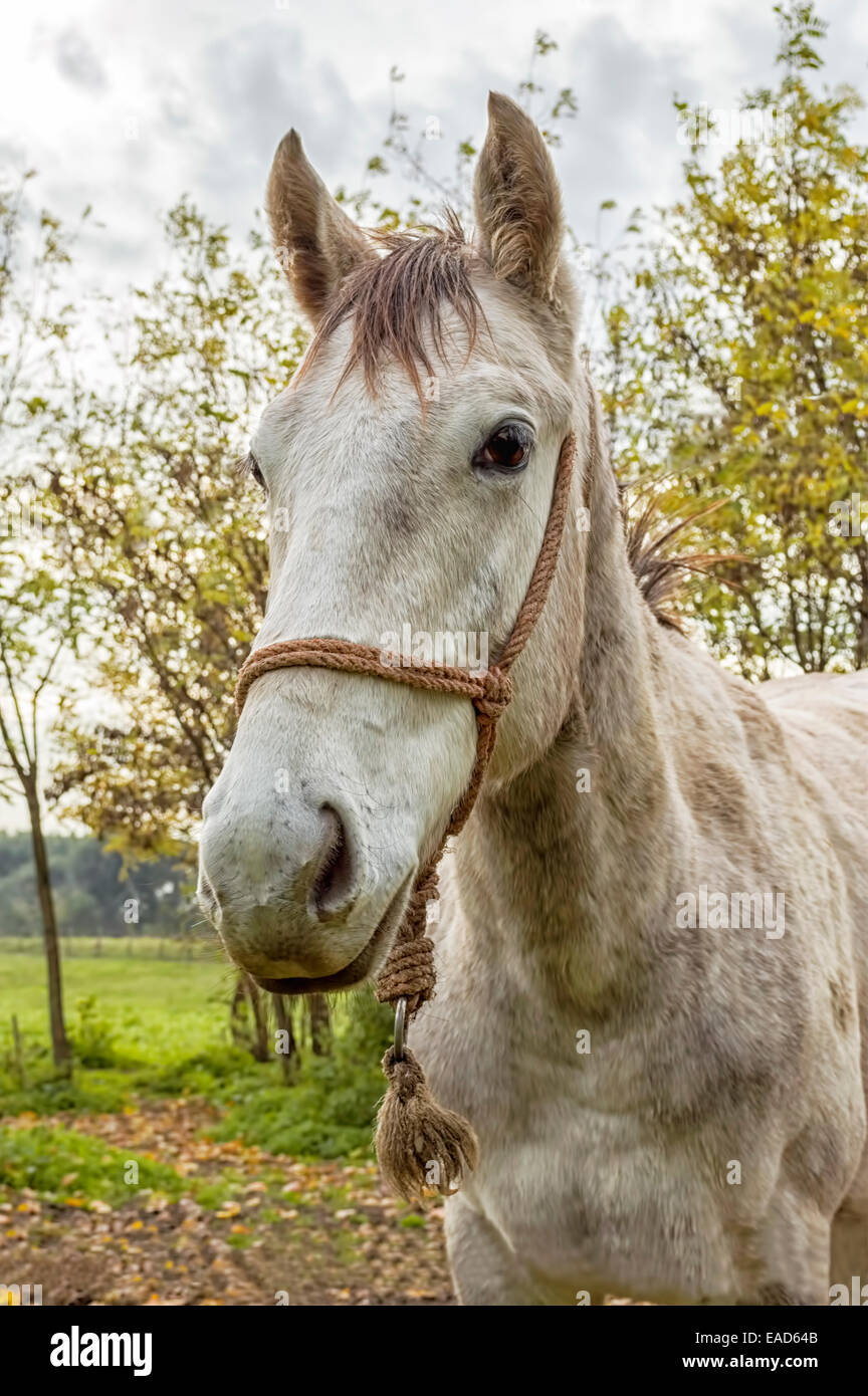 White Horse attende nel paddock Foto Stock