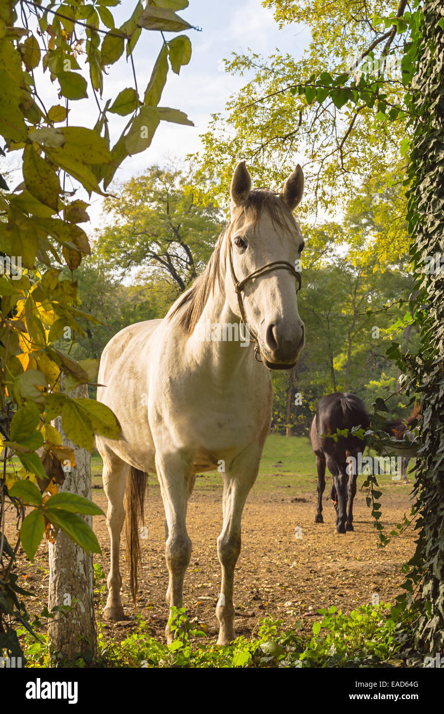 White Horse attende nel paddock Foto Stock