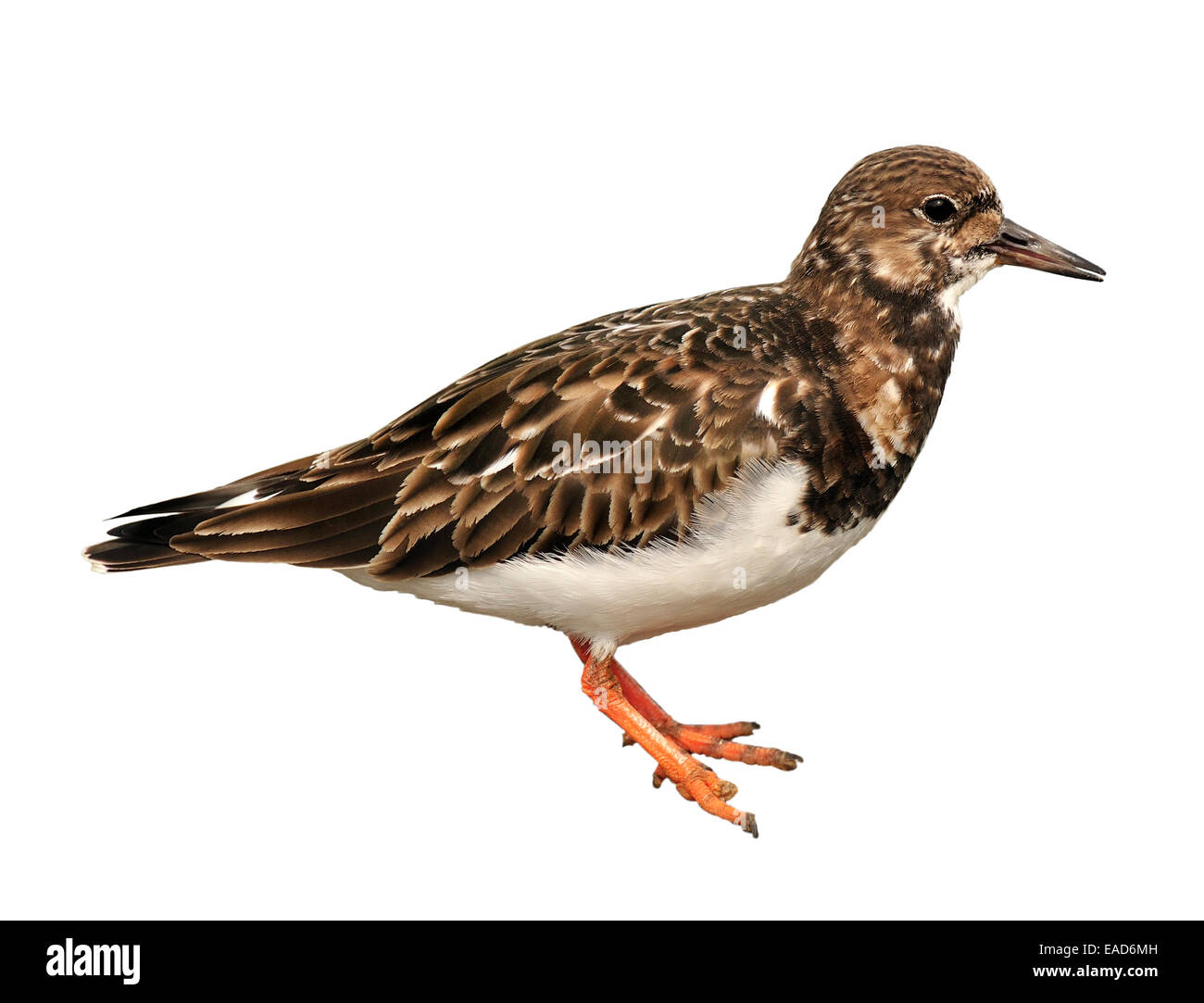 Turnstone (Arenaria interpres) in inverno piumaggio. Whitstable, Inghilterra, inizio Aprile Foto Stock