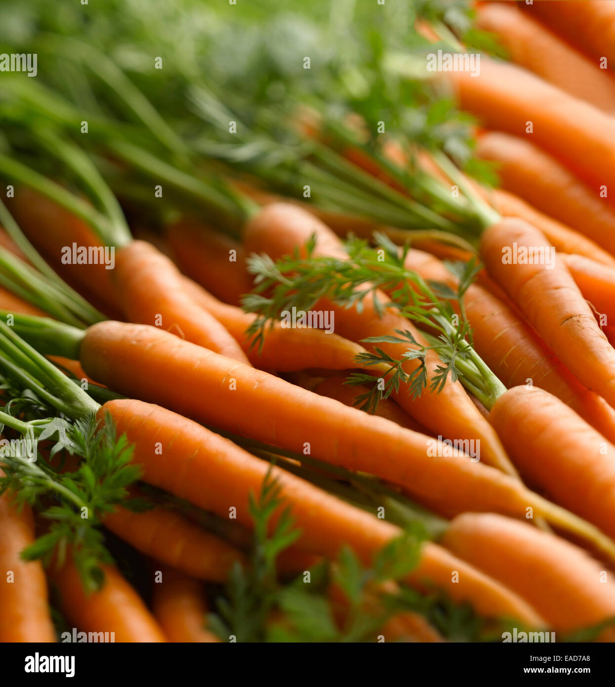 La carota, Daucus carota, Arancione oggetto. Foto Stock