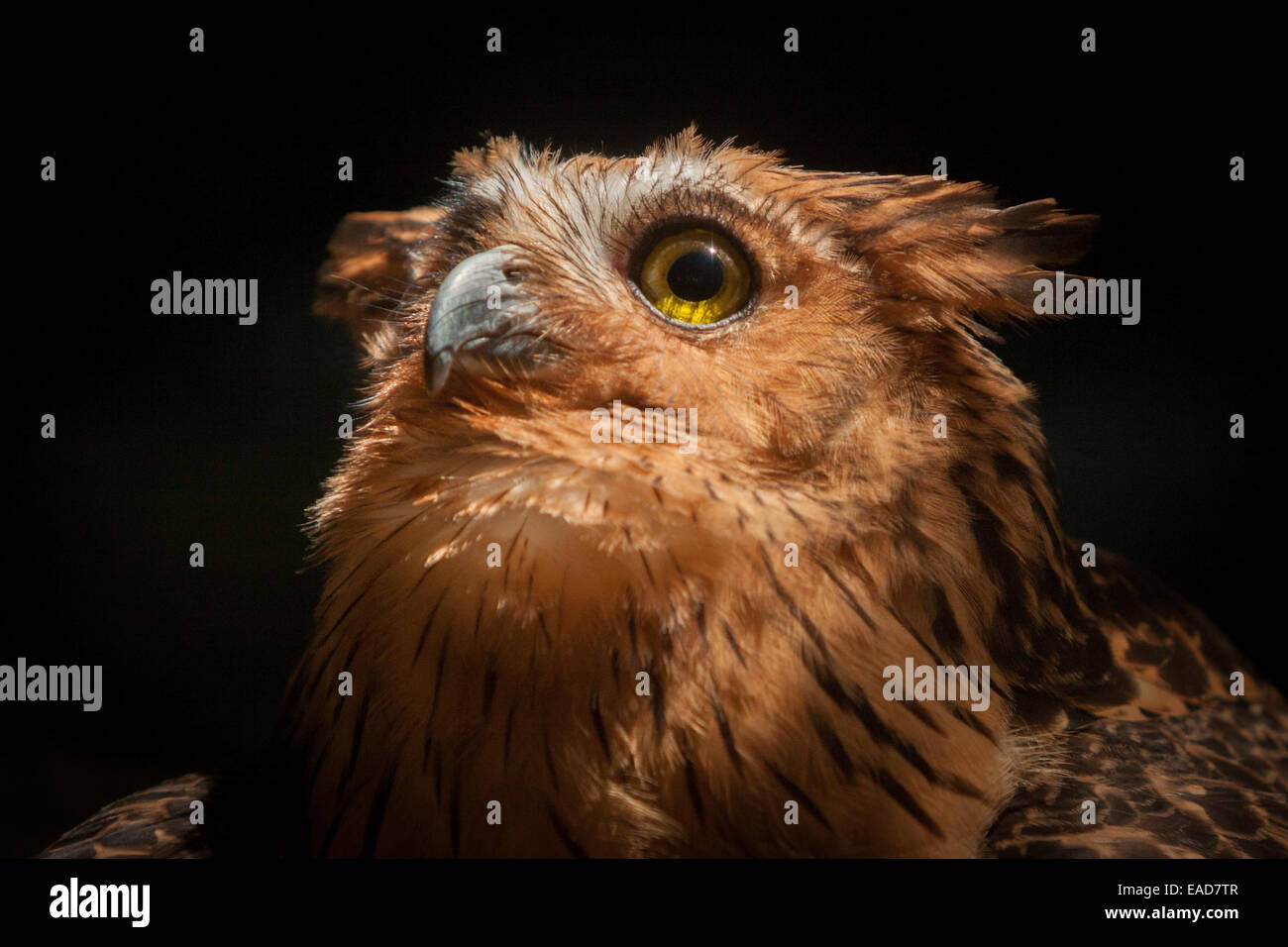 Buffy fish-owl presso lo Zoo di Giacarta, Jakarta, Indonesia. Foto Stock