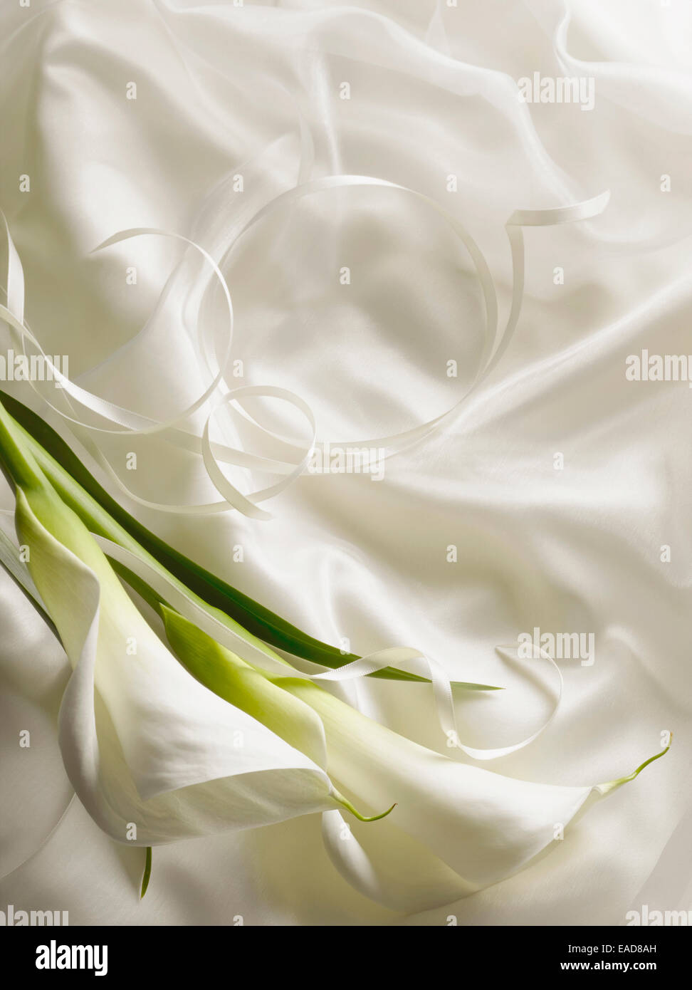 Giglio, Arum lily, Calla Lily, Zantedeschia, bianco oggetto. Foto Stock