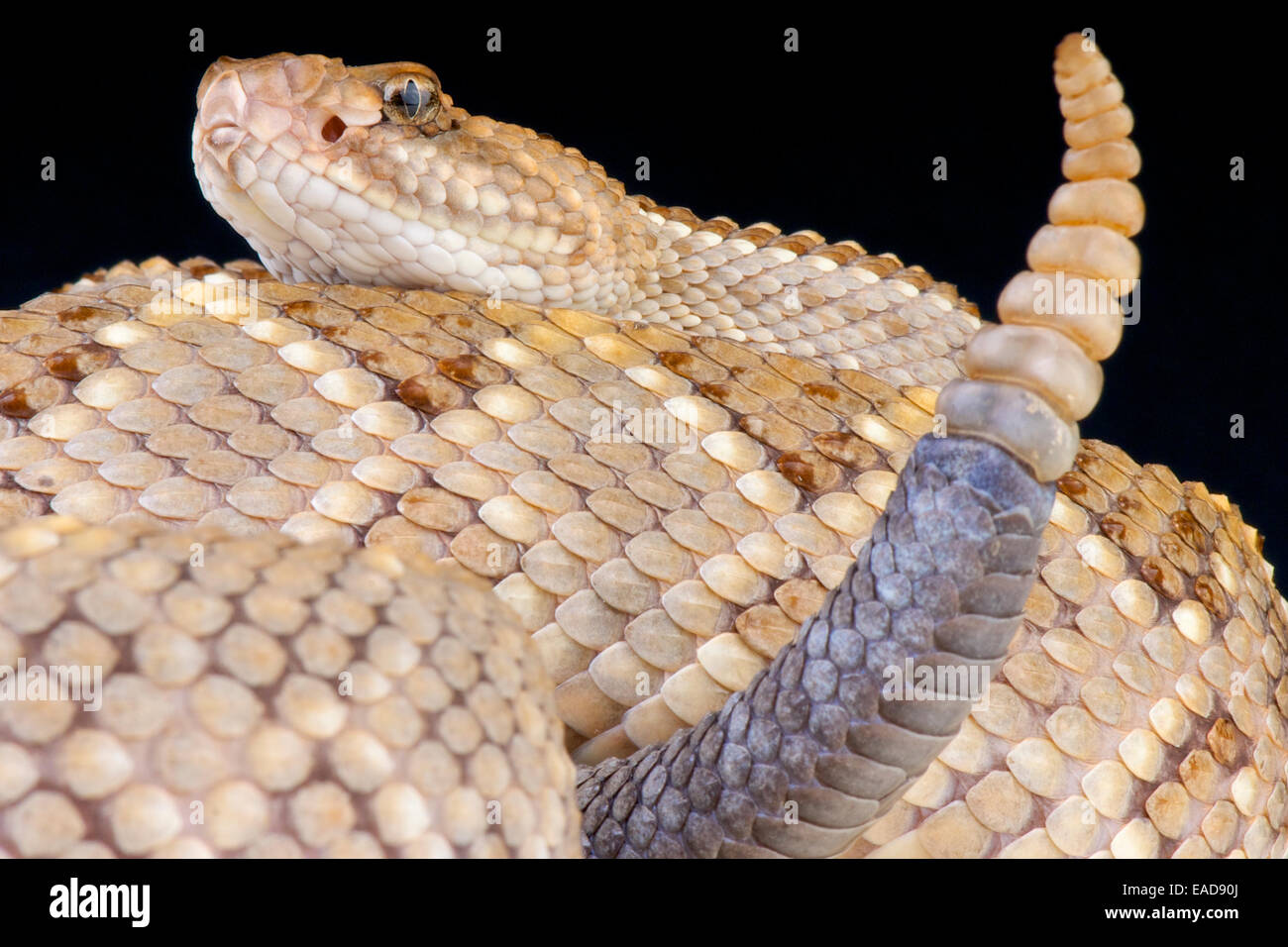 Aruba / rattlesnake Crotalus unicolor Foto Stock