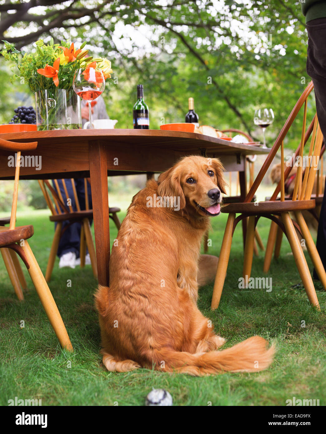 Il golden retriever seduti a tavola in cantiere Foto Stock