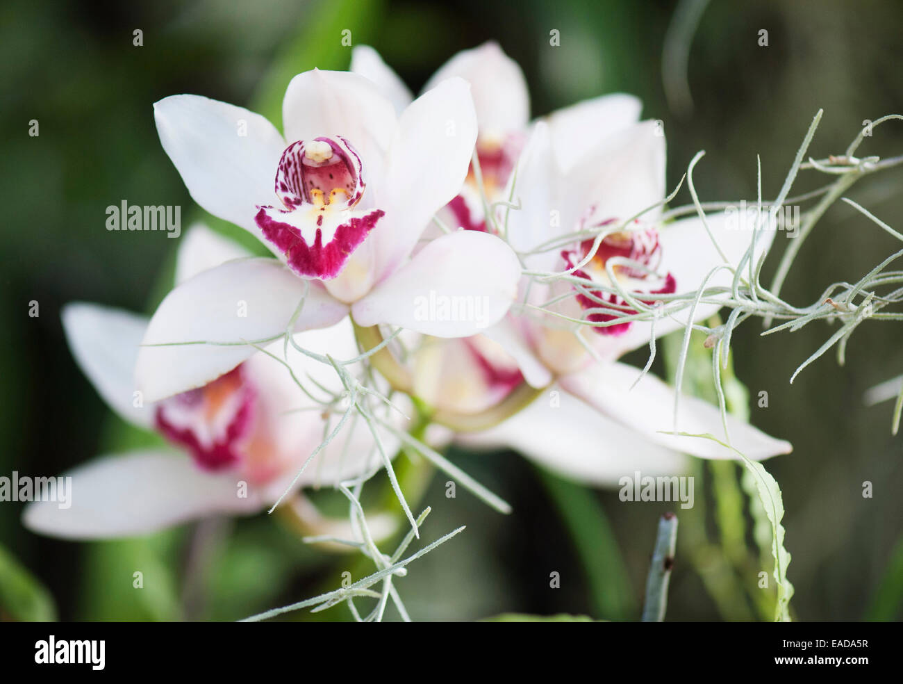 Orchid, Rosa oggetto. Foto Stock