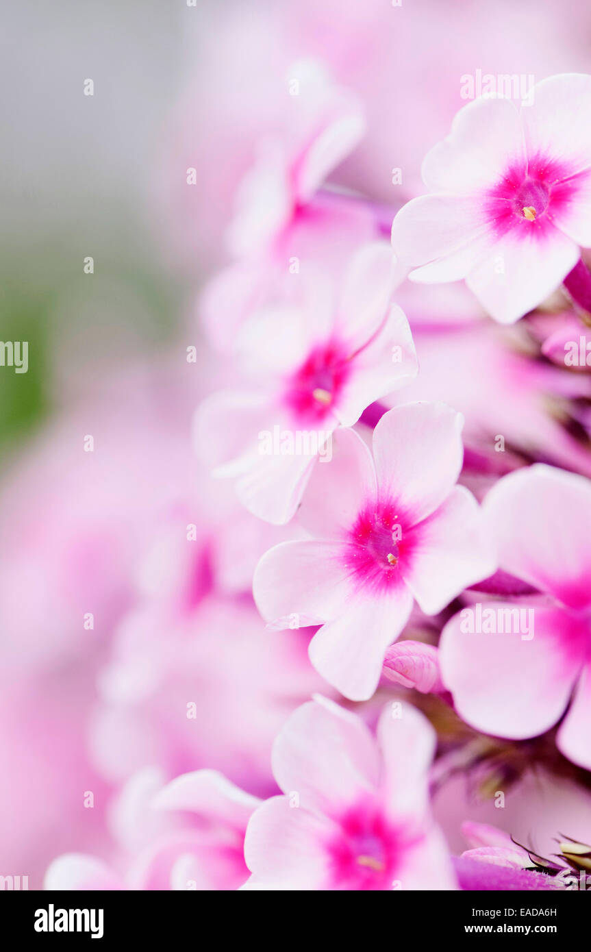 Phlox, Phlox paniculata 'Miss pepe', Rosa oggetto. Foto Stock