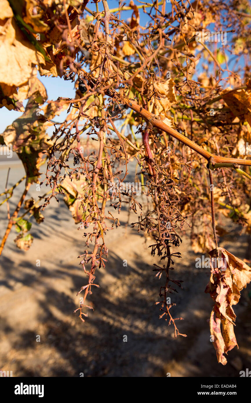 Morendo i vitigni a Bakersfield, California, Stati Uniti d'America che non hanno più l'acqua per irrigare loro. A seguito di un inedito e quattro anni di siccità, Bakersfield è ora il più arido città negli Stati Uniti. La maggior parte della California è in eccezionale siccità, il livello più alto di classificazione di siccità. 428,000 acri di terreni agricoli sono stati presi al di fuori della produzione dovuta alla mancanza di acqua e di migliaia di lavoratori agricoli hanno perso i loro posti di lavoro e un terzo di tutti i bambini in California vanno a letto affamate. Foto Stock