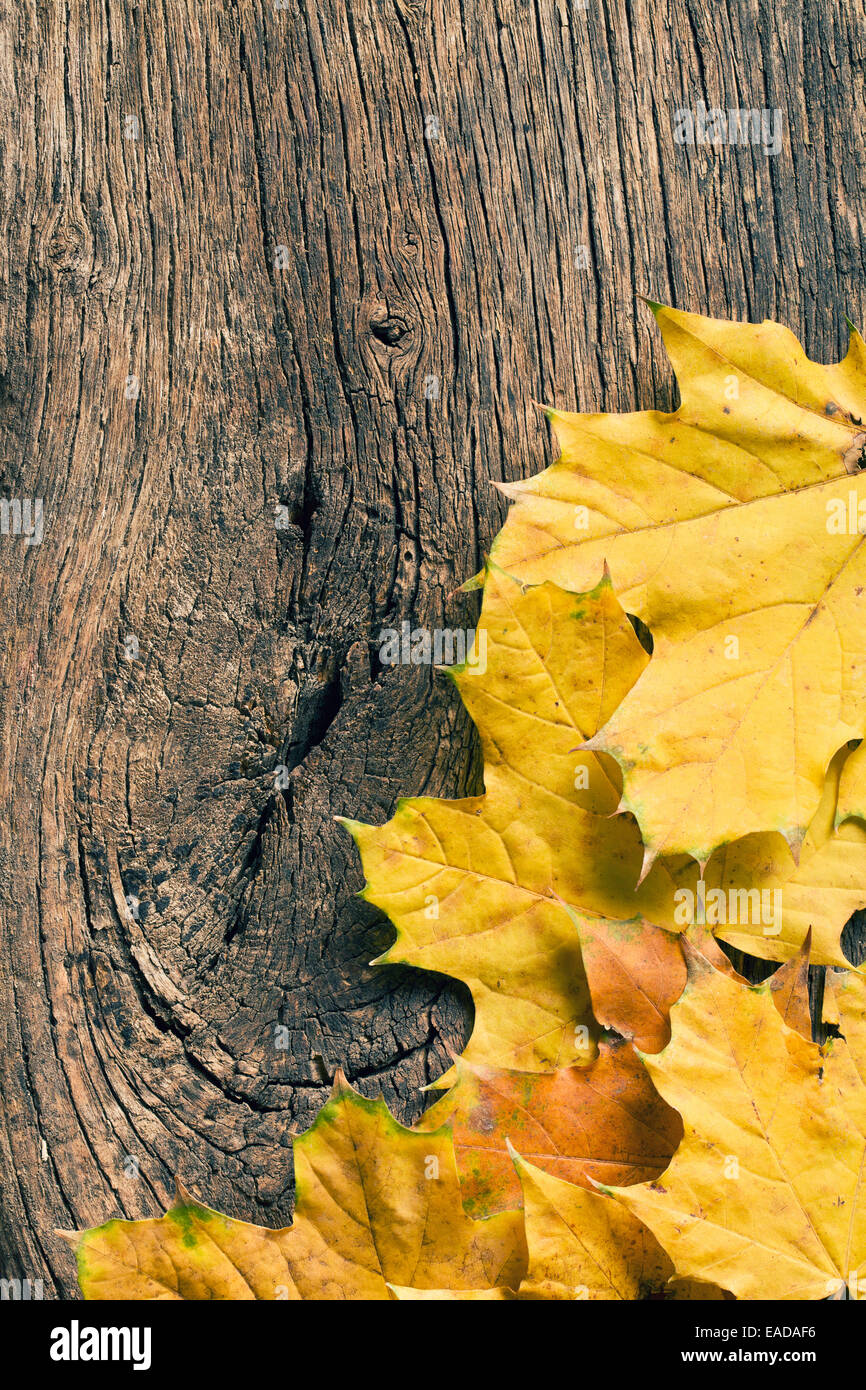 Le foglie di autunno su sfondo di legno con spazio di copia Foto Stock