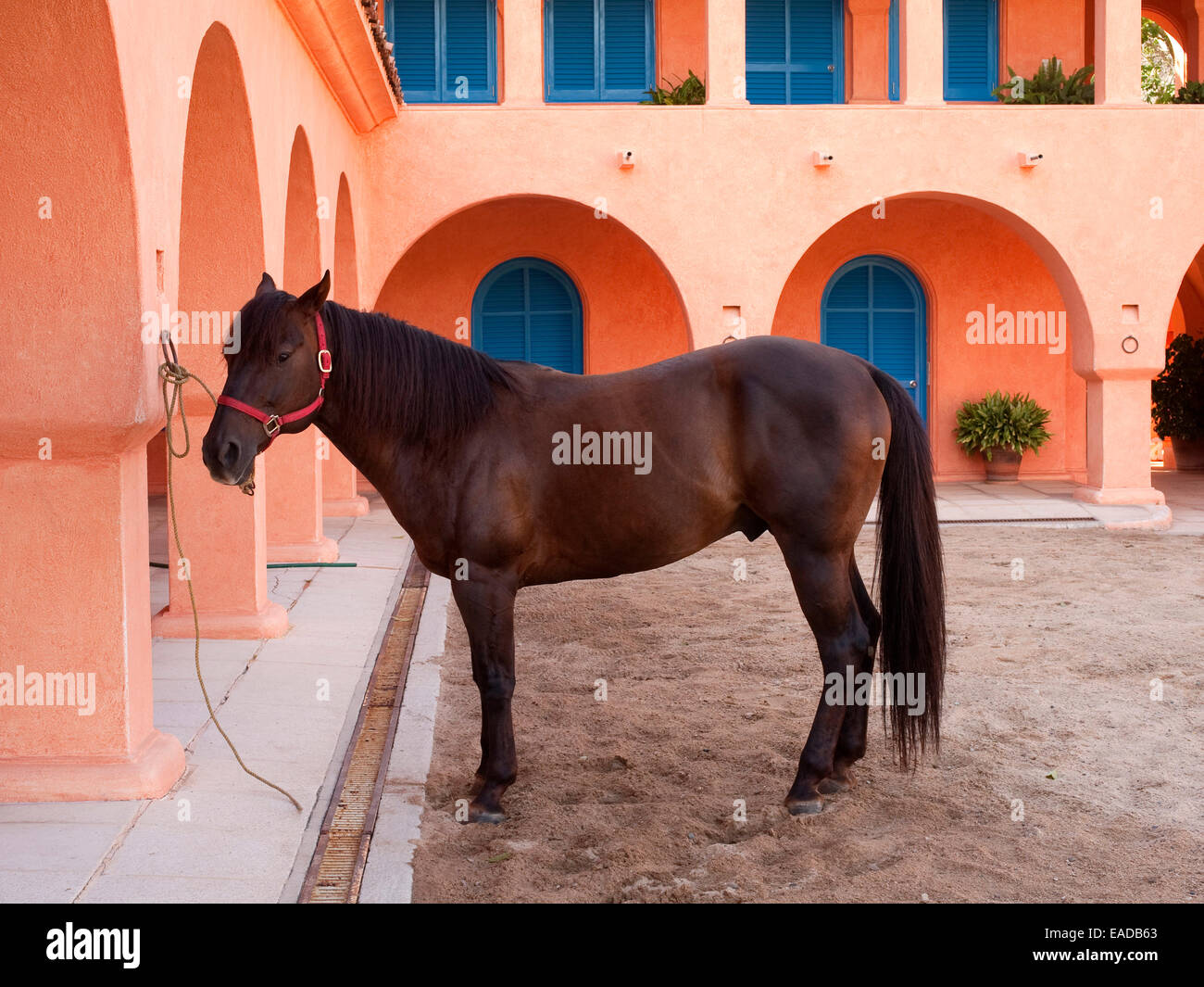 Cavallo legata a stabile in Messico Foto Stock
