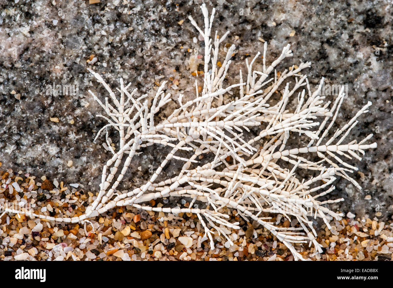 Comune di erbaccia di corallo / Coralweed (Corallina officinalis) si è incagliata sulla spiaggia Foto Stock