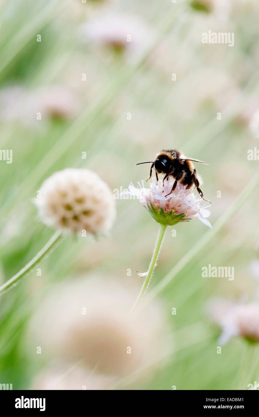 Erba lasciava Scabious, Scabiosa graminifolia, crema di soggetto, sfondo verde. Foto Stock