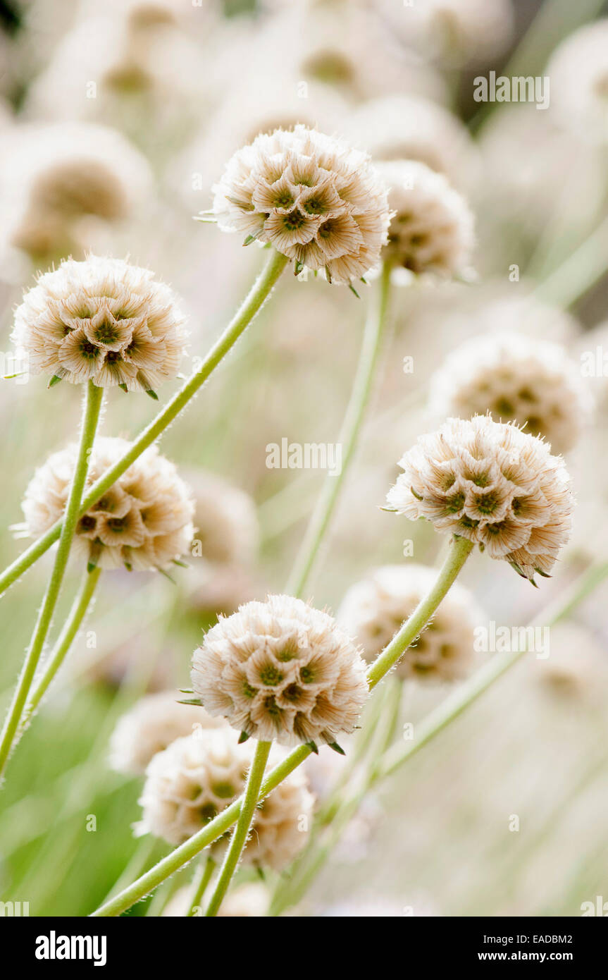 Erba lasciava Scabious, Scabiosa graminifolia, crema di soggetto, sfondo verde. Foto Stock