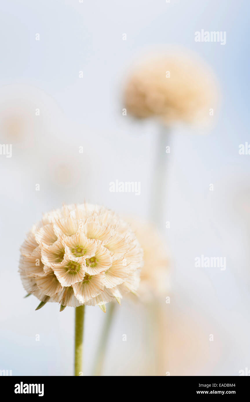 Erba lasciava Scabious, Scabiosa graminifolia, crema di soggetto, sfondo blu. Foto Stock