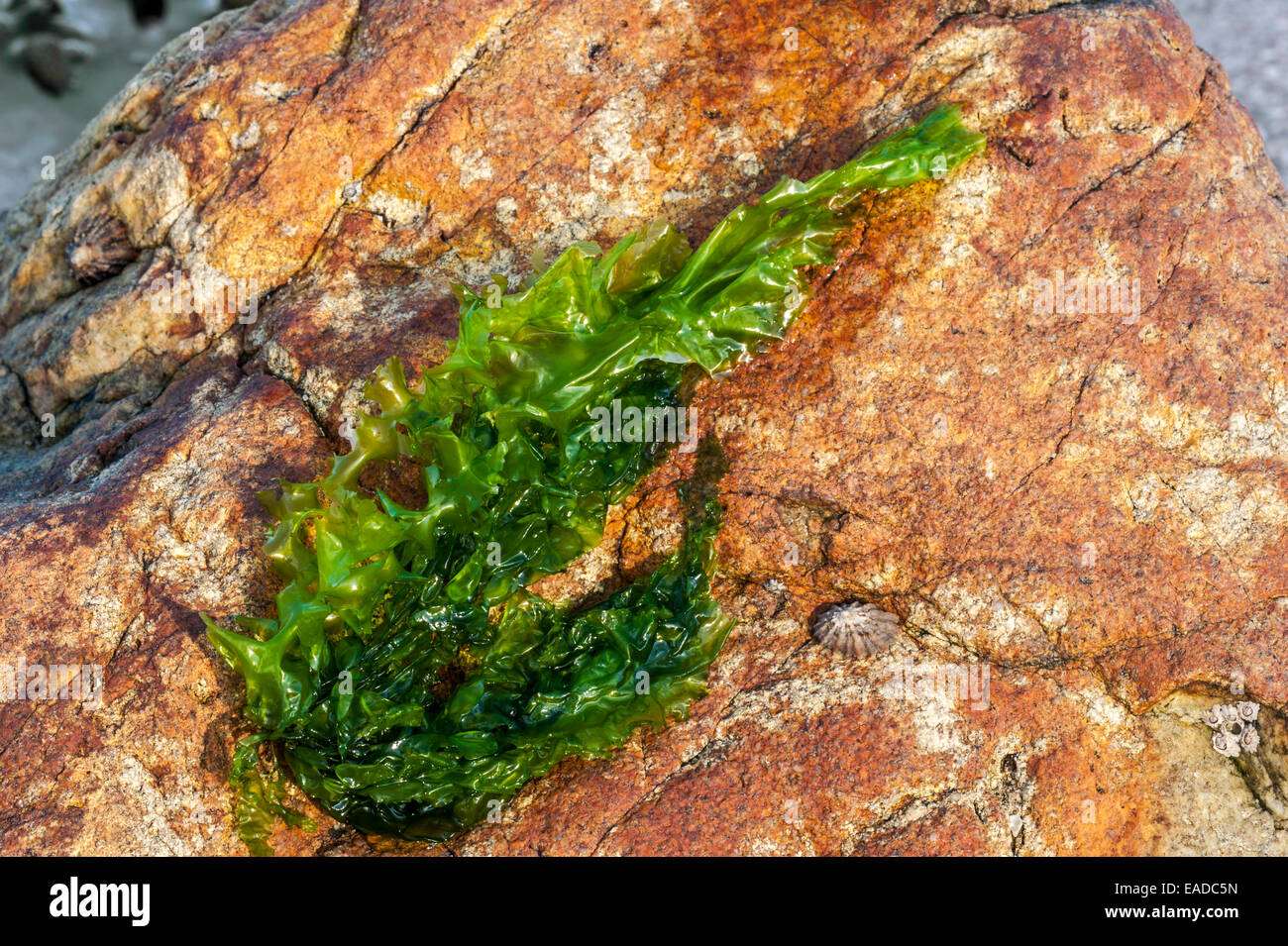 Gutweed / erba kelp (Enteromorpha intestinalis / Ulva intestinalis) alga verde si è incagliata su roccia lungo la costa Foto Stock