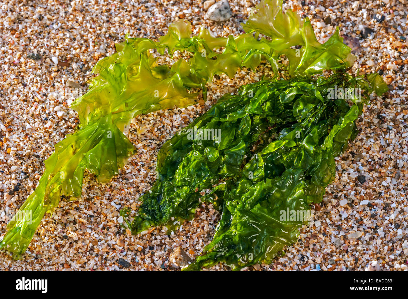 Gutweed / erba kelp (Enteromorpha intestinalis / Ulva intestinalis) alga verde si è incagliata su roccia lungo la costa Foto Stock