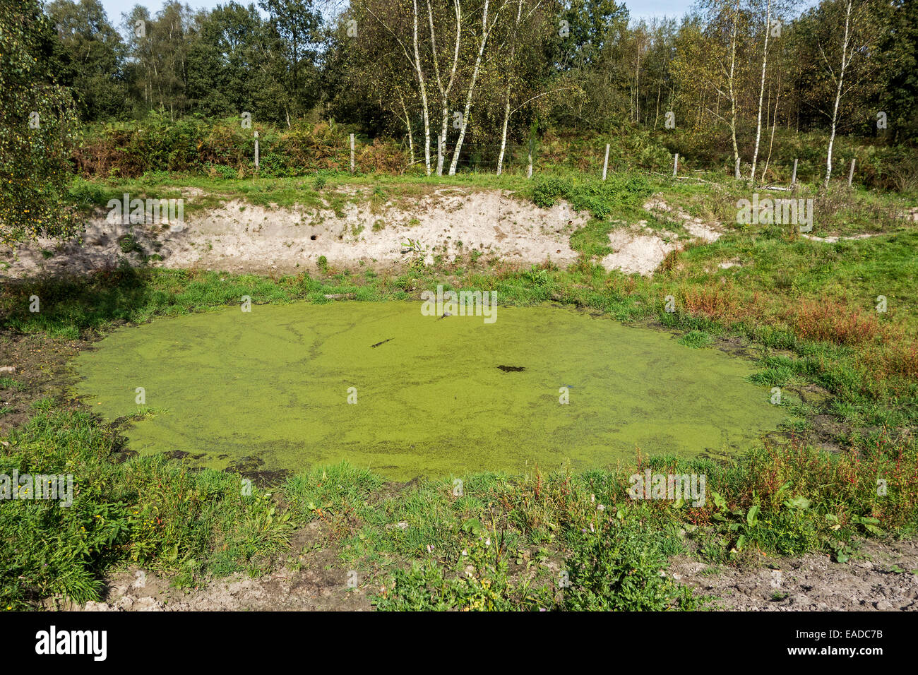 Antico luogo di irrigazione per bestiame, ora habitat ideale per anfibi come le rane, rospi e salamandre nel campo Foto Stock