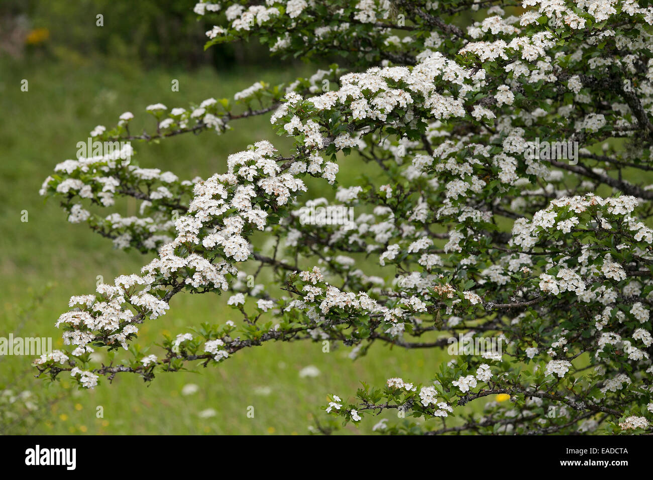 Midland hawthorn / Inglese biancospino / Woodland biancospino / Mayflower (Crataegus laevigata / Crataegus oxyacantha) fioritura Foto Stock
