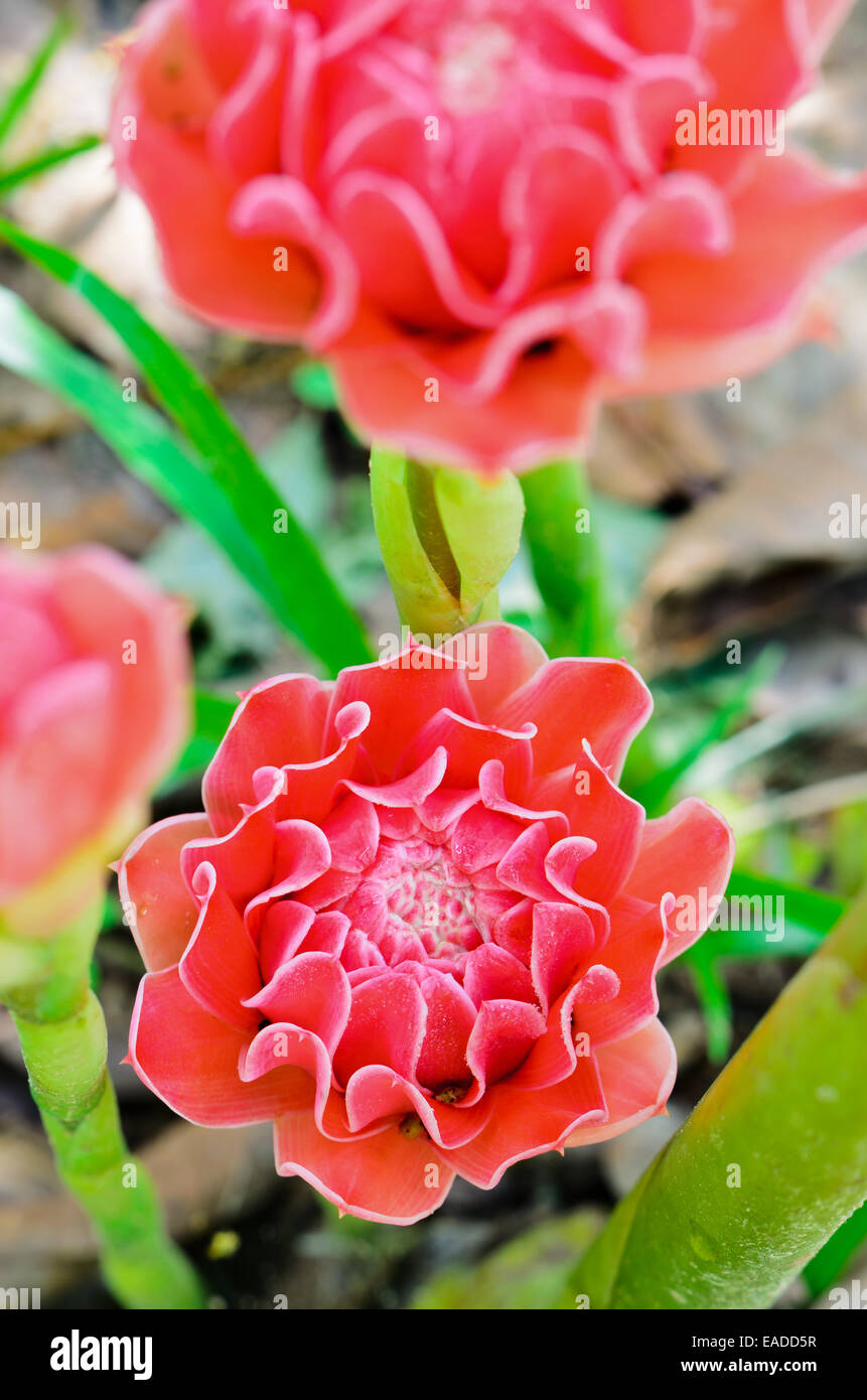 Lo zenzero torcia ( Etlingera elatior ) rosso dei fiori di piante medicinali Foto Stock
