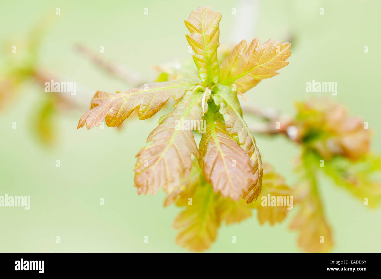 Rovere, Rovere, Quercus petraea, oggetto rosa, sfondo verde. Foto Stock