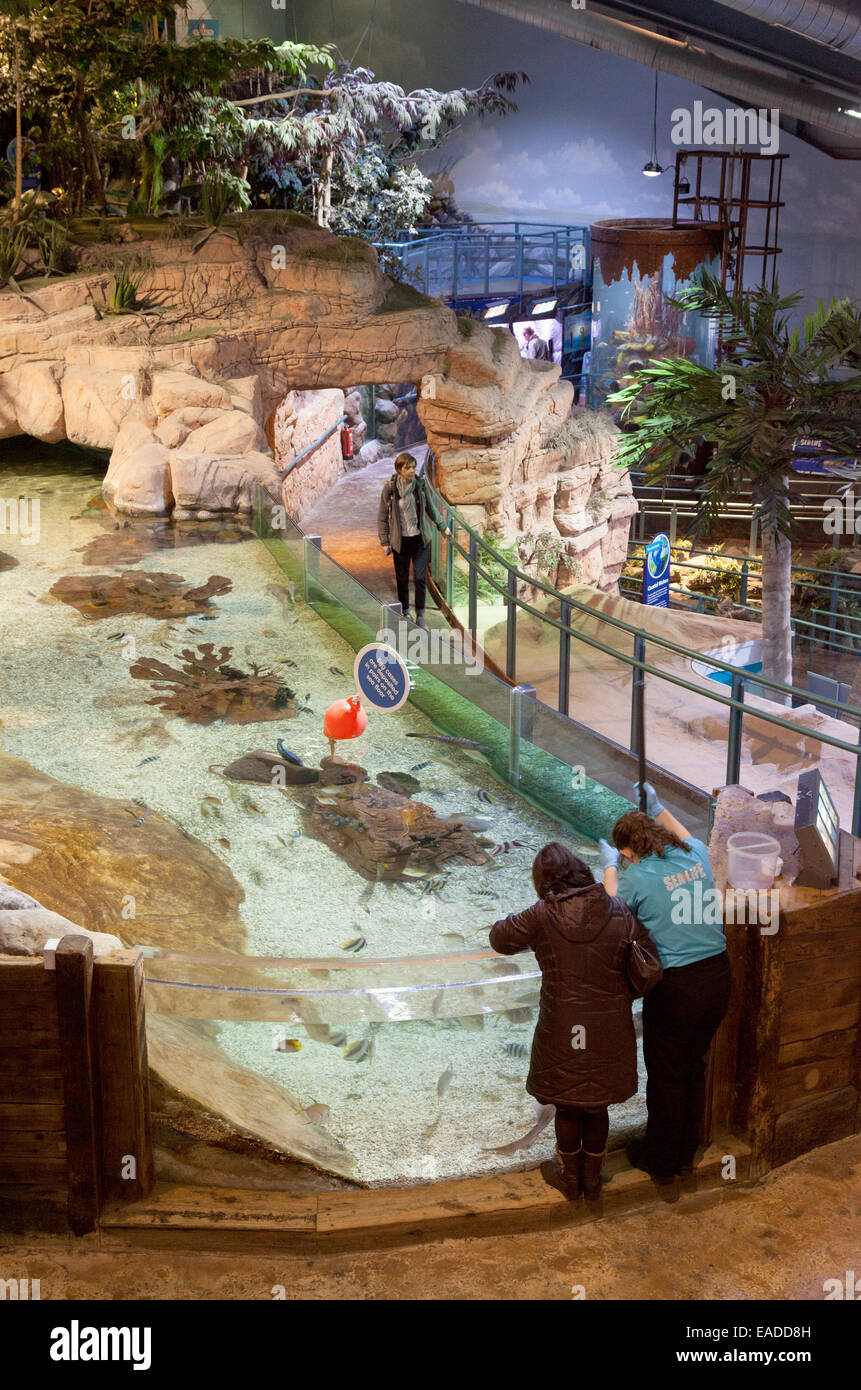 L'interno del National Sealife Centre, Birmingham Foto Stock