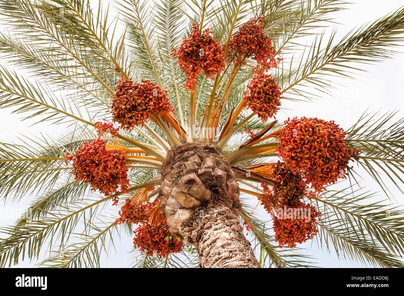 Palm, data palm, Phoenix canariensis, Arancione oggetto. Foto Stock