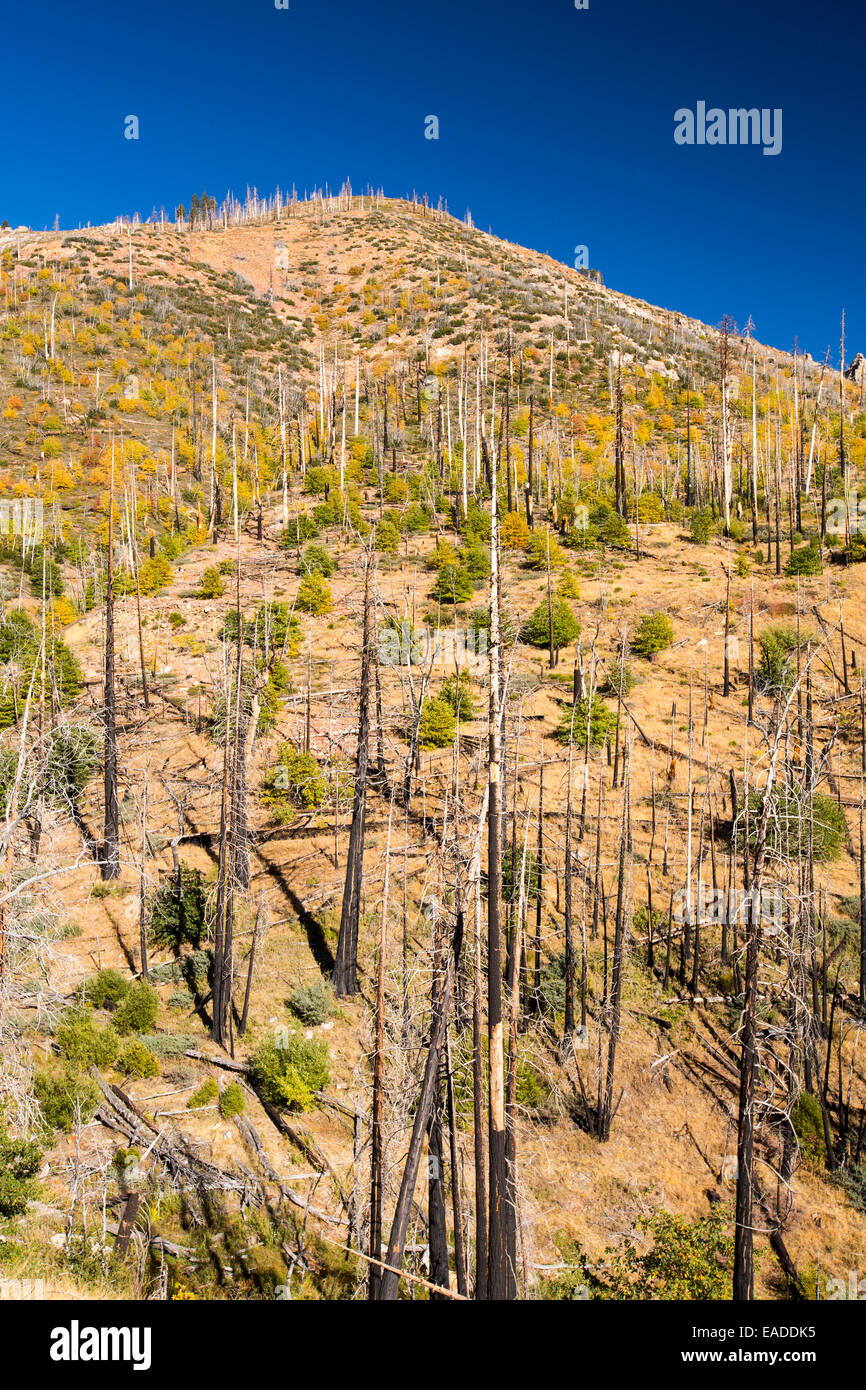 In una foresta che è stata bruciata da un incendio in Tule River area della Sequoia National Forest, a est di Porterville, California, Stati Uniti d'America. La California è in preda di un 4 anno eccezionale siccità che ha fatto di incendi molto più frequenti, nonché tergi 2.2 miliardi di dollari ogni anno fuori dal settore agricolo. Foto Stock